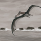 As new research shows, this artist’s depiction of the flight pose of the pterosaur Coloborhynchus piscator is probably wrong.